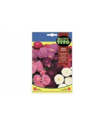 SB REINA MARGARITA ENANA VARIADA