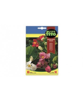 SB BEGONIA SEMPERFLORENS VARIADA