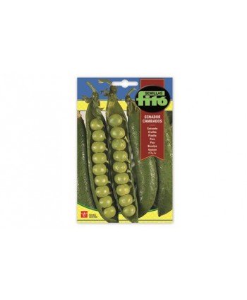 SB GUISANTE SENADOR CAMBADOS