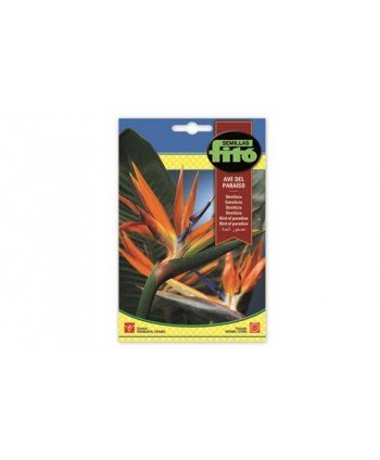 SB STRELITZIA AVE DEL PARAISO
