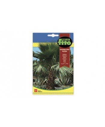 SB PALMERA WASHINGTON FILIFERA