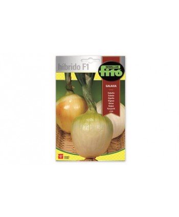SB CEBOLLA GALAXIA HIBRIDO F1