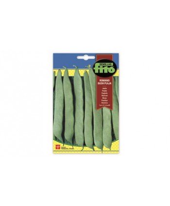 SB JUDIA ROMANO BUSH-PLAJA