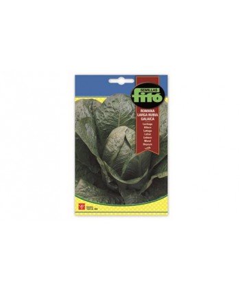 SB LECHUGA ROMANA LARGA RUBIA GALAICA