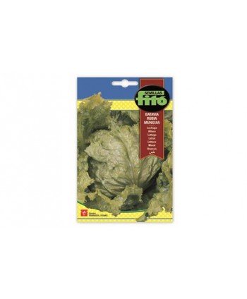 SB LECHUGA BATAVIA RUBIA MUNGIA