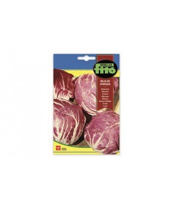 SB ACHICORIA ROJA DE CHIOGGIA