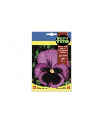 SB PENSAMIENTO GIGANTE SUIZO VIOLETA CENTRO NEGRO