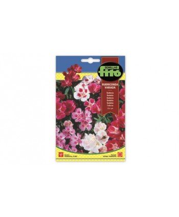 SB GEODECIA RUBRICONDA VARIADA