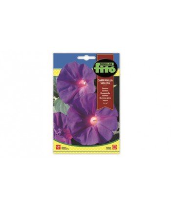 SB IPOMEA CAMPANILLA VIOLETA