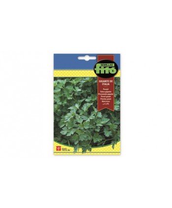 SB PEREJIL GIGANTE DE ITALIA
