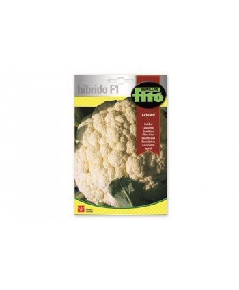SB COLIFLOR CEBLAN HIBRIDO F1