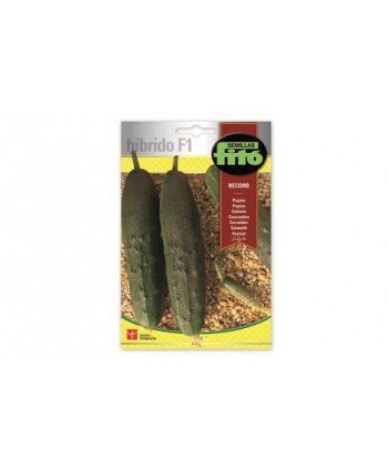 SB PEPINO RECORD HIBRIDO F1
