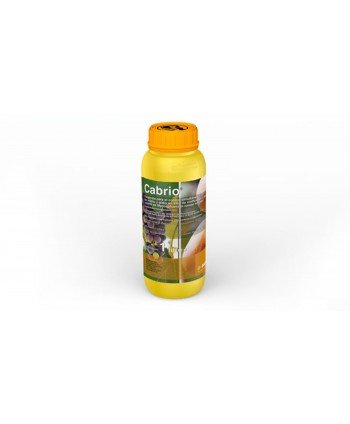 JUDIA PEROLAR - 250 GR